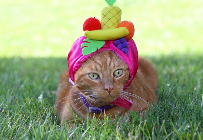 Обои картинки фото животные, коты, рыжий, шапка, трава, фрукты