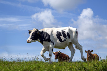 Картинка животные коровы +буйволы луг трава стадо