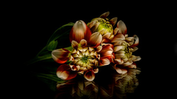 Картинка цветы георгины двухцветные бутоны