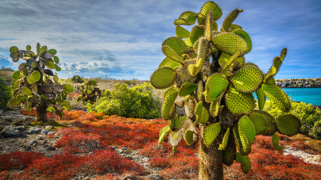 Обои картинки фото цветы, кактусы, остров, пласа-сур, эквадор