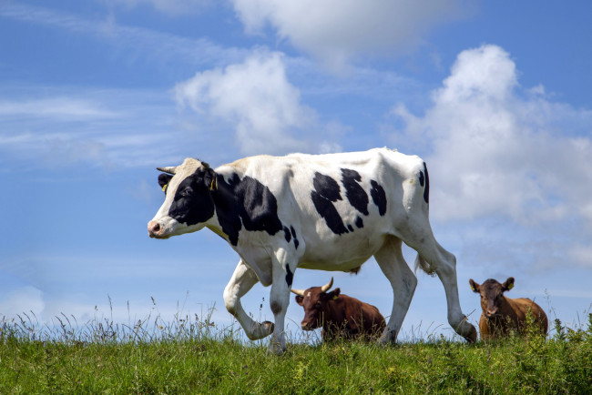Обои картинки фото животные, коровы,  буйволы, луг, трава, стадо