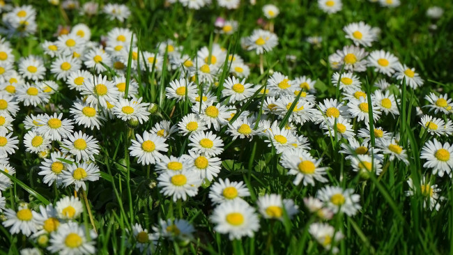 Обои картинки фото цветы, маргаритки, белые, трава