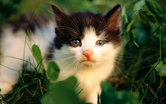 Обои картинки фото животные, коты, котенок, трава