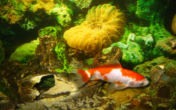 Картинка животные рыбы аквариум вода рыба дно