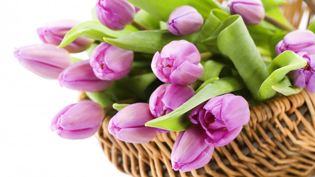Обои картинки фото цветы, тюльпаны, фиолетовые, корзинка, нежные