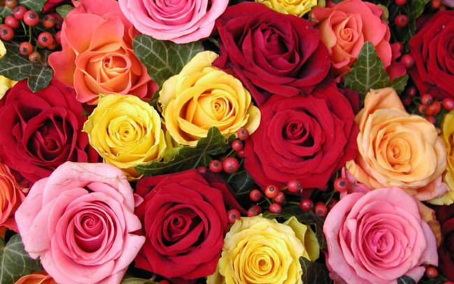 Обои картинки фото цветы, розы, красный, розовый, желтый, много