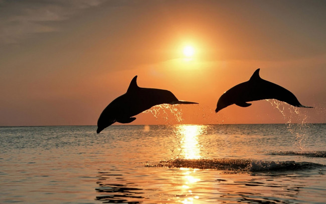 Обои картинки фото животные, дельфины, море, закат