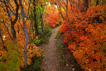 Картинка autumn природа дороги лес осень дорога