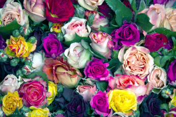 Картинка цветы розы много разноцветный