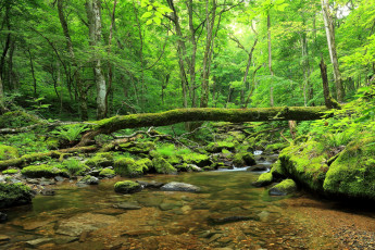 Картинка природа реки озера лес ручей камни