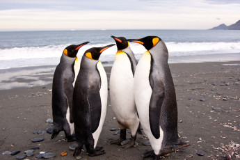 Картинка животные пингвины фраки собрание побережье
