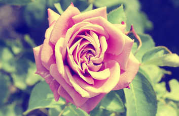 Картинка роза цветы розы цветок лето бутон