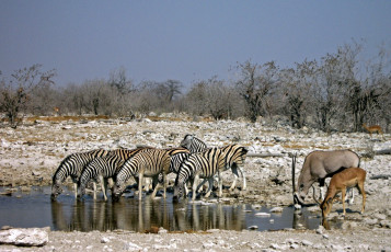 обоя животные, разные, вместе, антилопы, зебры, водопой