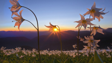 Картинка природа восходы закаты закат горы цветы