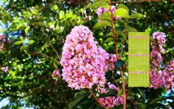 Картинка календари цветы цветение куст