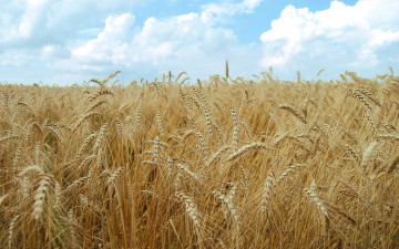 Картинка природа поля небо колосья пшеница