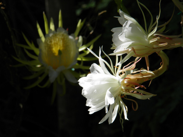 Обои картинки фото цветы, кактусы, лепестки