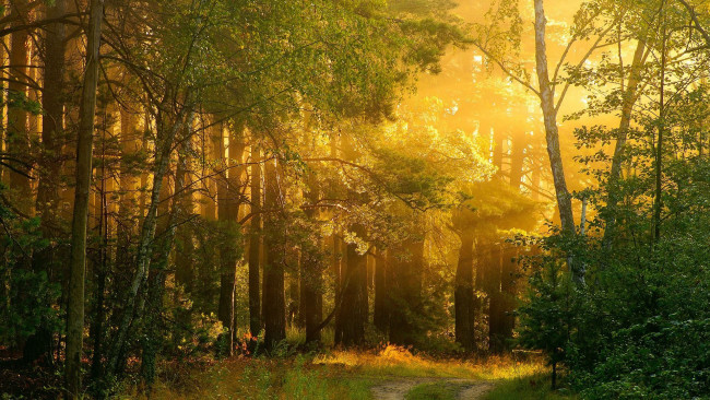 Обои картинки фото light, through, the, forest, природа, лес, дорога, дымка, утро
