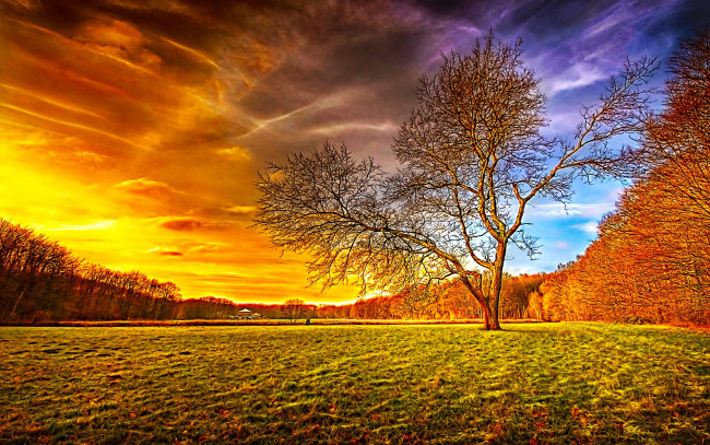 Обои картинки фото in, middle, природа, деревья, багрянец, дерево, осень, поле, трава