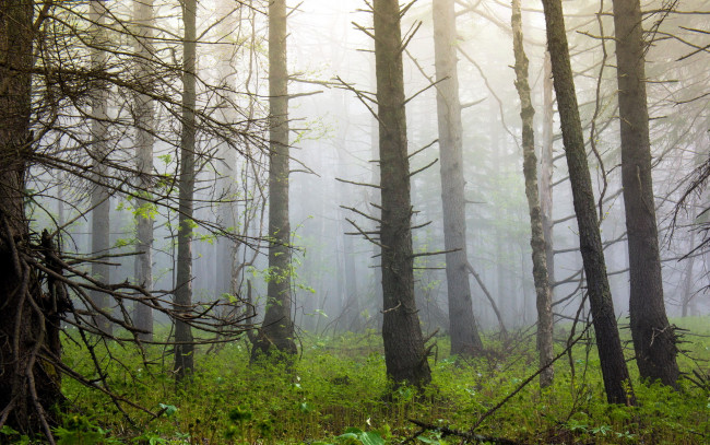 Обои картинки фото природа, лес, деревья, туман