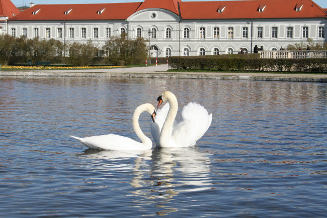 Обои картинки фото животные, лебеди, красота, любовь, пруд, мюнхен, парк, германия, дом, отражение, вода, лето, белый, солнце