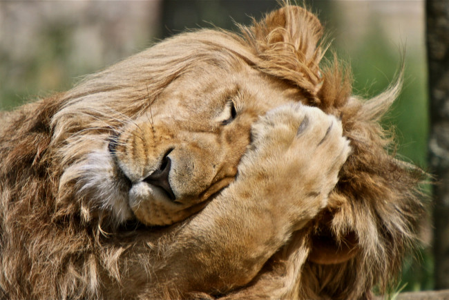Обои картинки фото животные, львы, лапа, эмоции