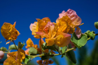 Картинка цветы бугенвиллея оранжевый