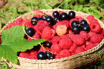 Картинка еда фрукты ягоды смородина малина