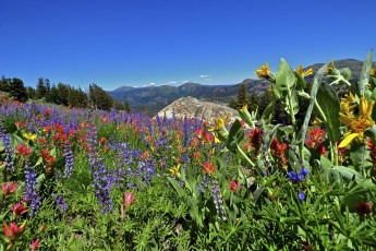 Картинка eldorado national forest california природа луга сьерра-невада цветы sierra nevada калифорния горы