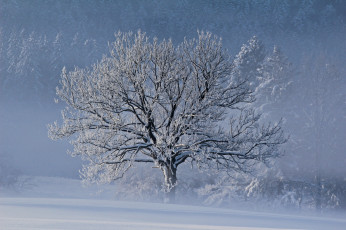 Картинка природа деревья мороз снег зима
