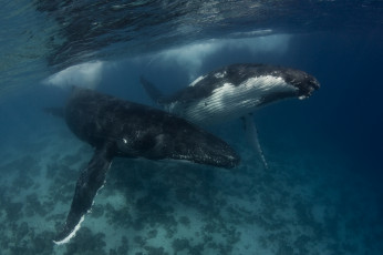 Картинка животные киты кашалоты великаны огромные горбатый кит