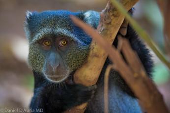 Картинка животные обезьяны мордочка мартышка