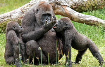 Картинка животные обезьяны гориллы
