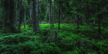 Картинка природа лес деревья чаща зелень