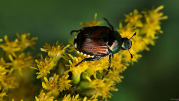 Картинка животные насекомые жук цветы
