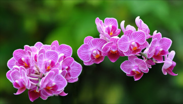 Картинка цветы орхидеи макро экзотика