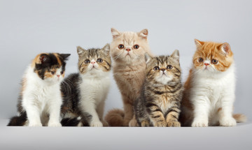 Картинка животные коты котейки