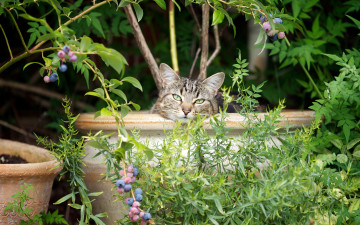 Картинка животные коты мордочка вазоны ягоды