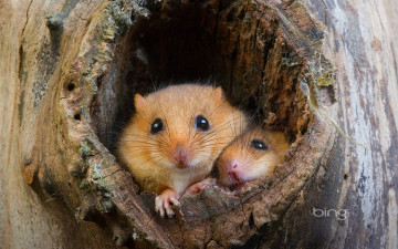 Картинка животные крысы мыши дупло