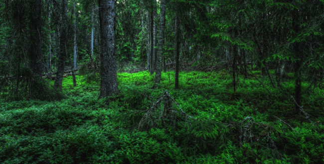 Обои картинки фото природа, лес, деревья, чаща, зелень