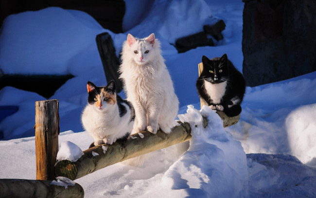 Обои картинки фото животные, коты, зима, трио