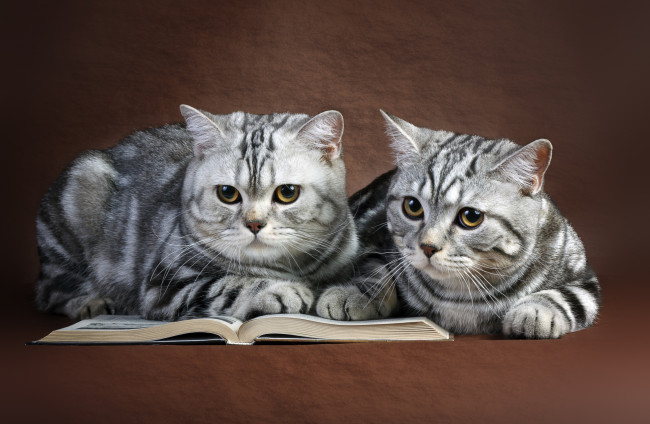 Обои картинки фото животные, коты, читатели, парочка, шотландский