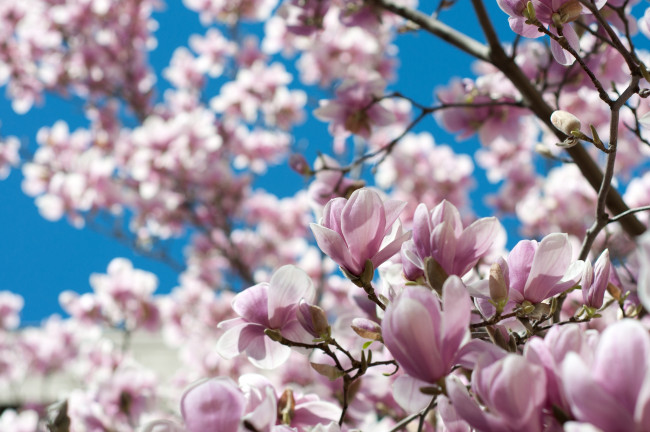 Обои картинки фото цветы, магнолии, розовый, весна