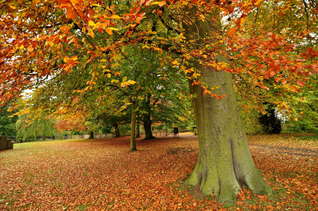 Обои картинки фото huddersfield, england, природа, деревья, англия, осень, листья, хаддерсфилд