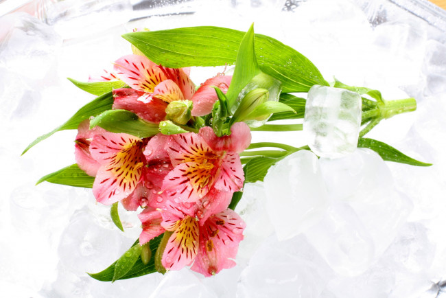 Обои картинки фото цветы, альстромерия, перуанская, лилия, лед
