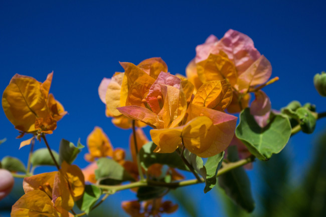 Обои картинки фото цветы, бугенвиллея, оранжевый