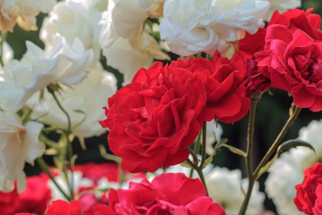Обои картинки фото цветы, розы, белый, красный