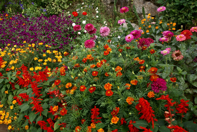 Обои картинки фото цветы, разные, вместе, цинии, сад, бархатцы