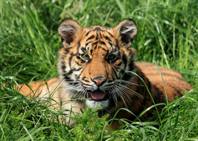 Обои картинки фото животные, тигры, трава, тигренок