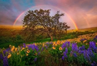 Картинка природа радуга холмы поляна люпины цветы небо округ колумбия национальный парк штат вашингтон сша